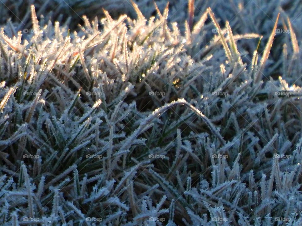 Surprise frost in Florida  (Golf Course) - Notice a coating of ice crystals, formed by moisture in the air overnight, among other things. This ice usually forms as white ice crystals or frozen dew drops on the grounds surface