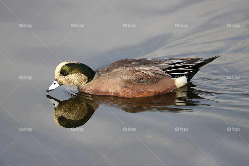 American wigeon looking in its image in the water