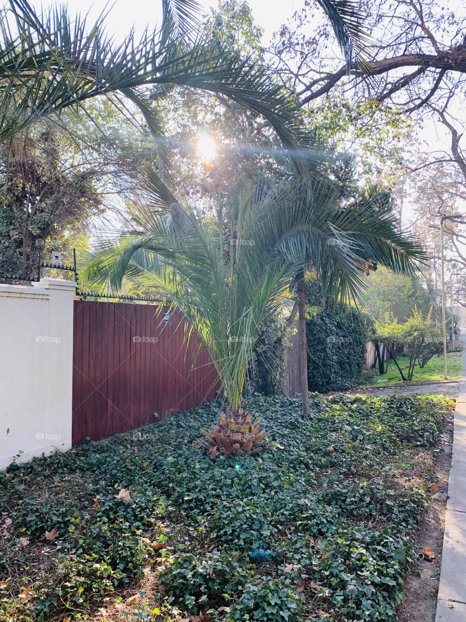 Palmera en el hogar