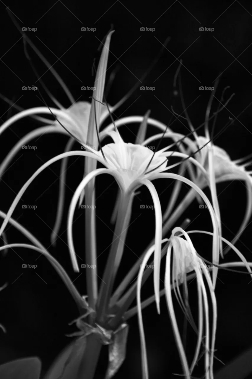 Blume