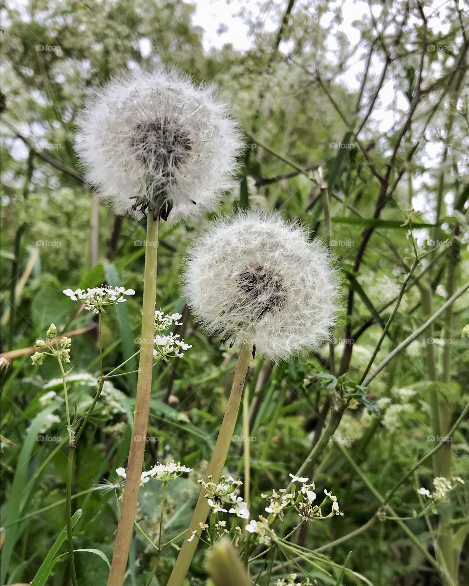 Dandelions in seed 