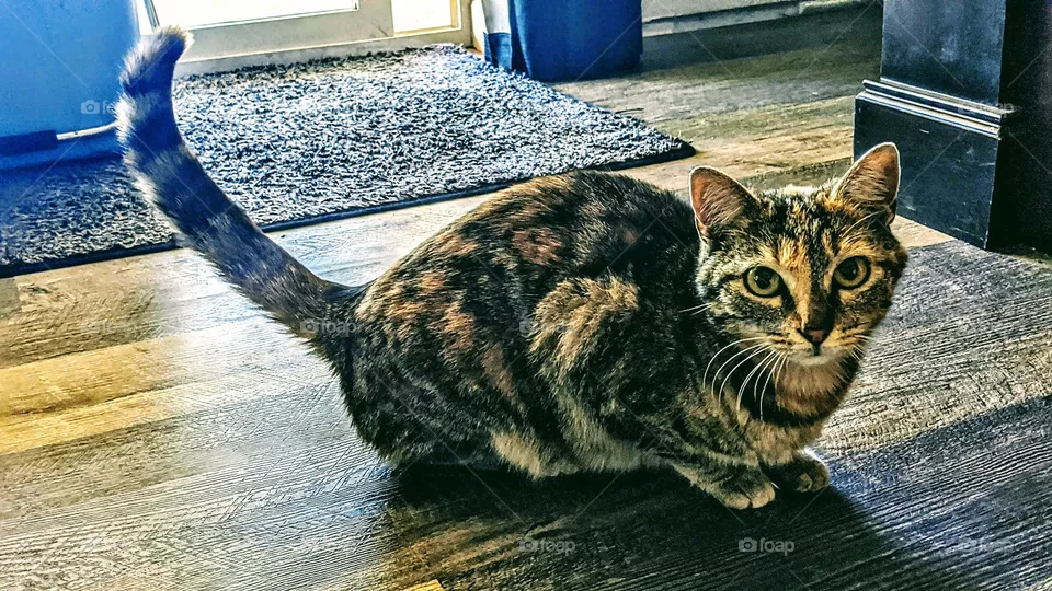 Stray Tiger