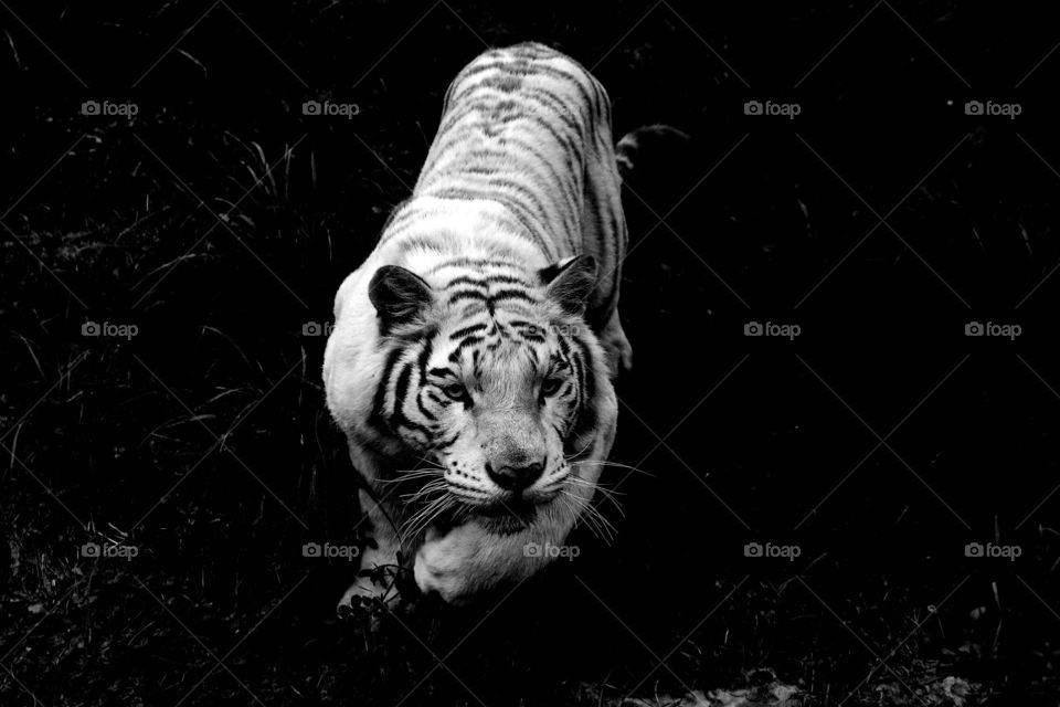 white tiger in attack mode. A white tiger in attack mode in the wild animal zoo, china. black and white version