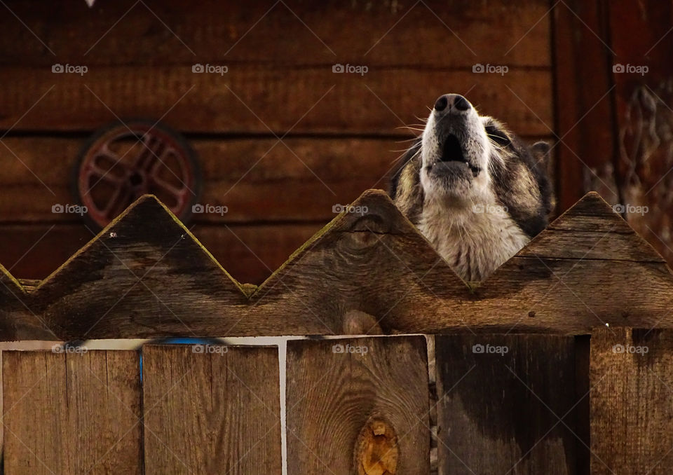howling dog behind the fence on Polish village on siberia, Russia