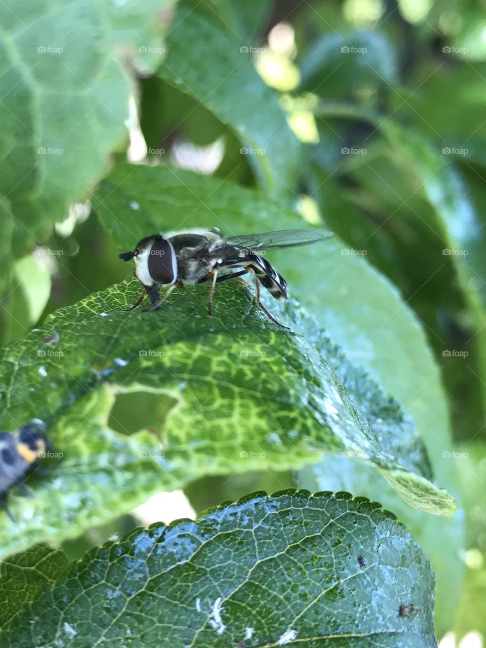 Bee fly bug 