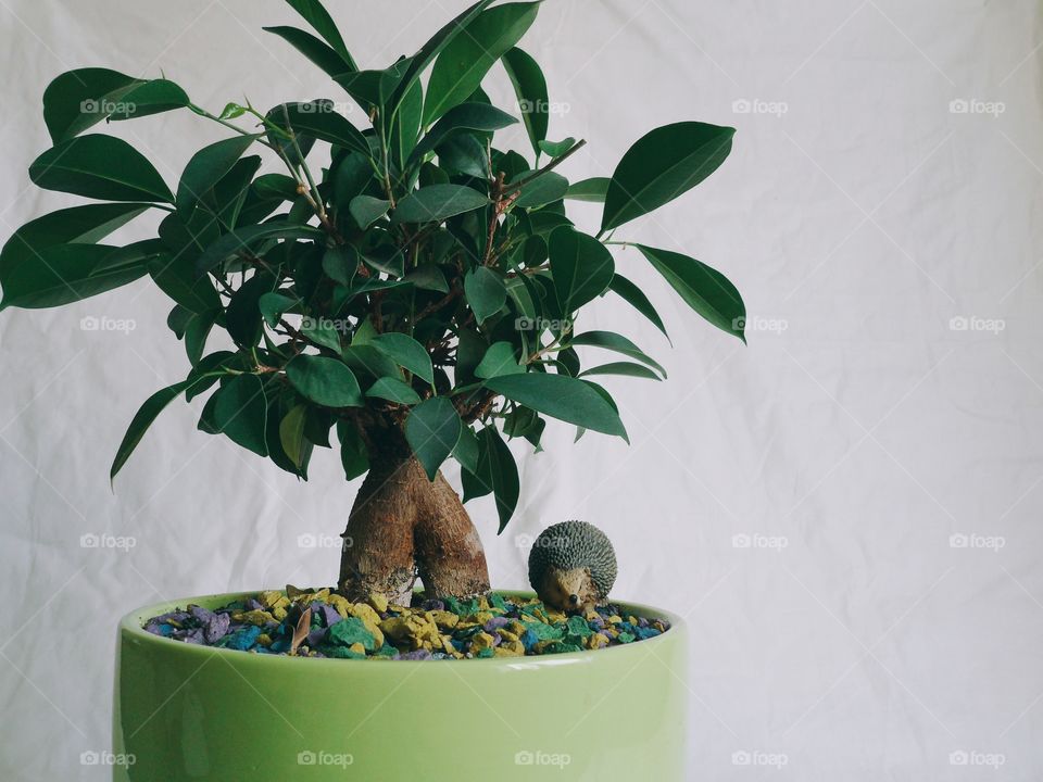 Close-up of potted plant