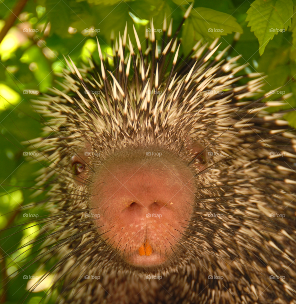 porcupine pointy quills yellow teeth by lightanddrawing