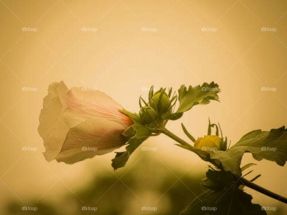 Flower,sky,foggy,morning 