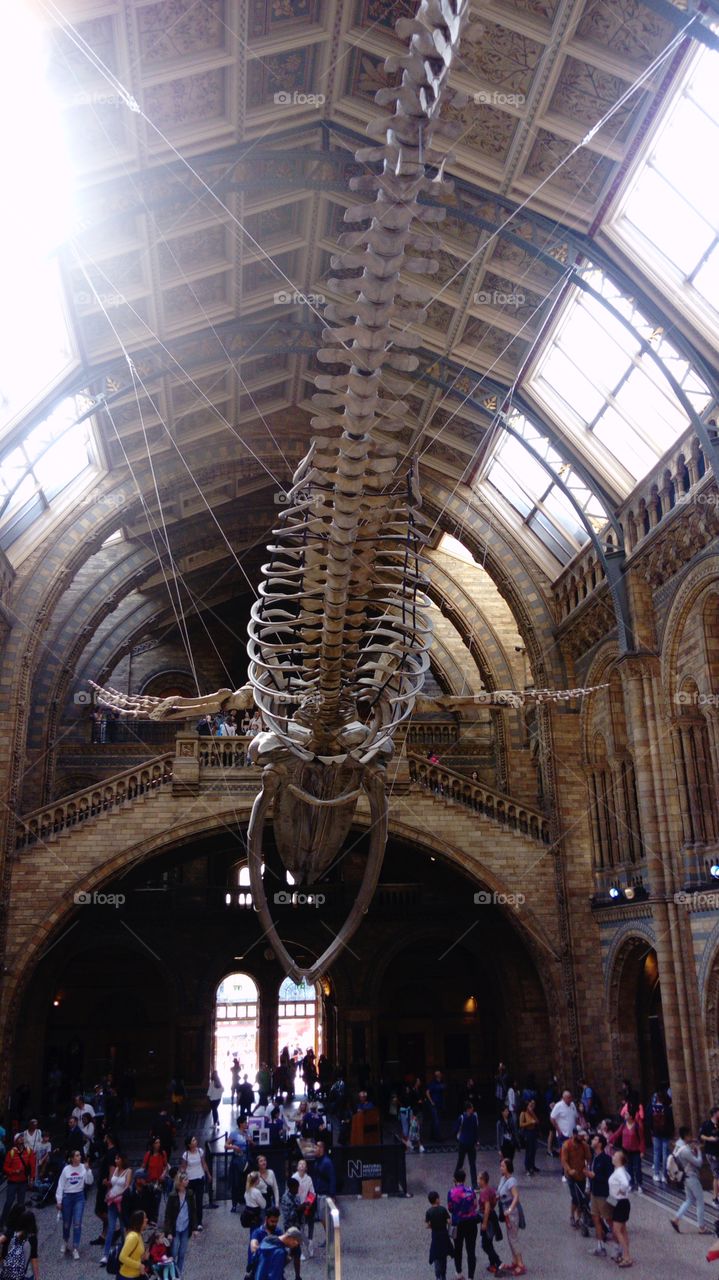 Natural history museum London