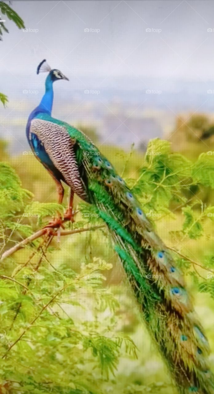 peacock imege