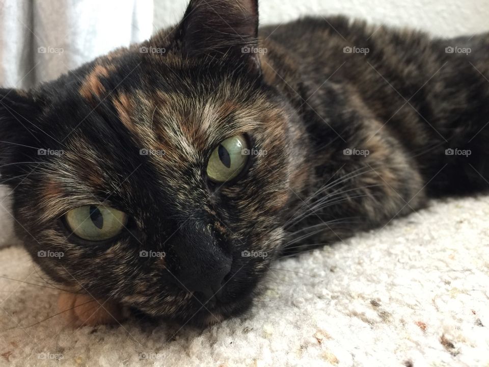 Sweet, green-eyed tortoiseshell cat laying on the carpet