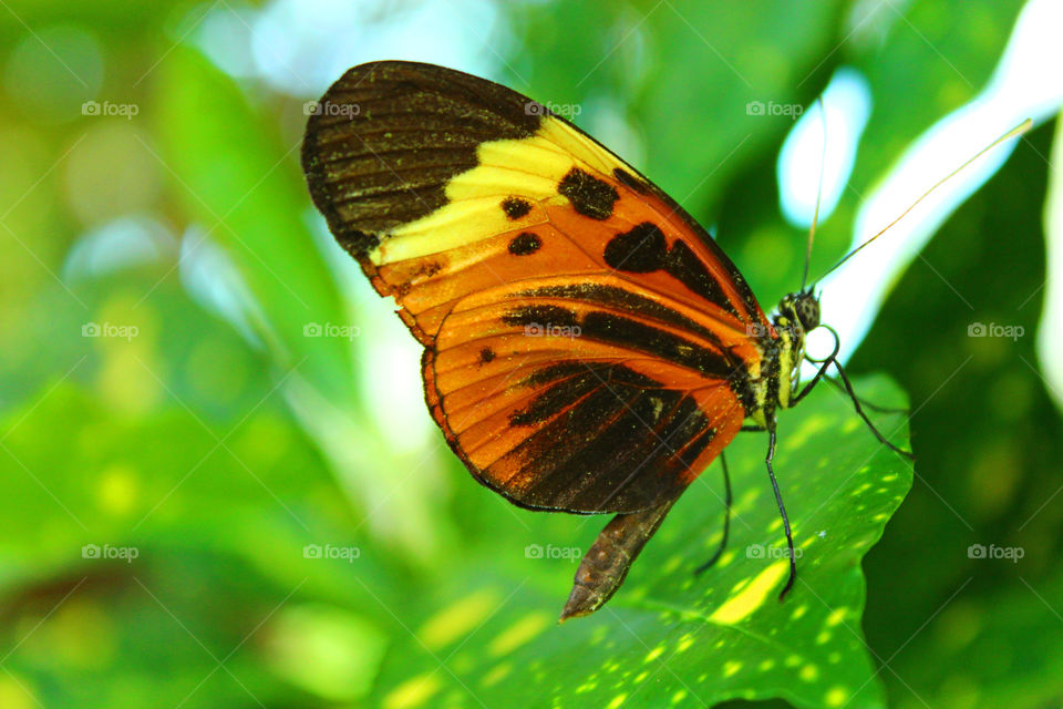 Butterfly garden