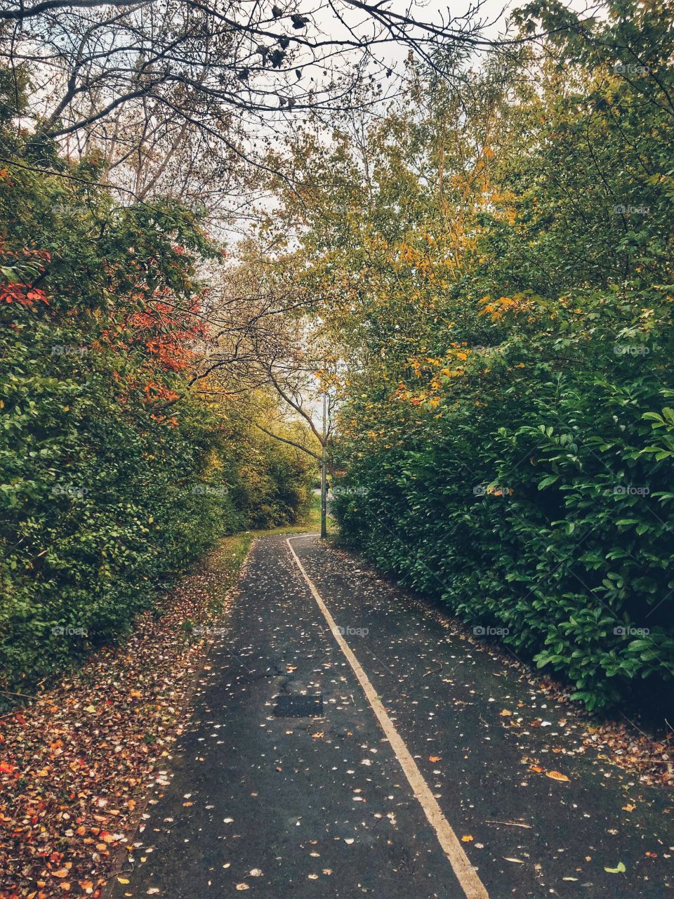 Trees in fall forming a green and golden canopy over curved footpath with grey sky in the background in England on autumn afternoon