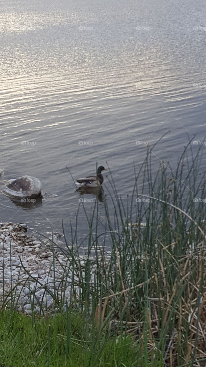 Duck on a pond.
