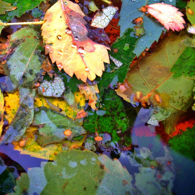 fall