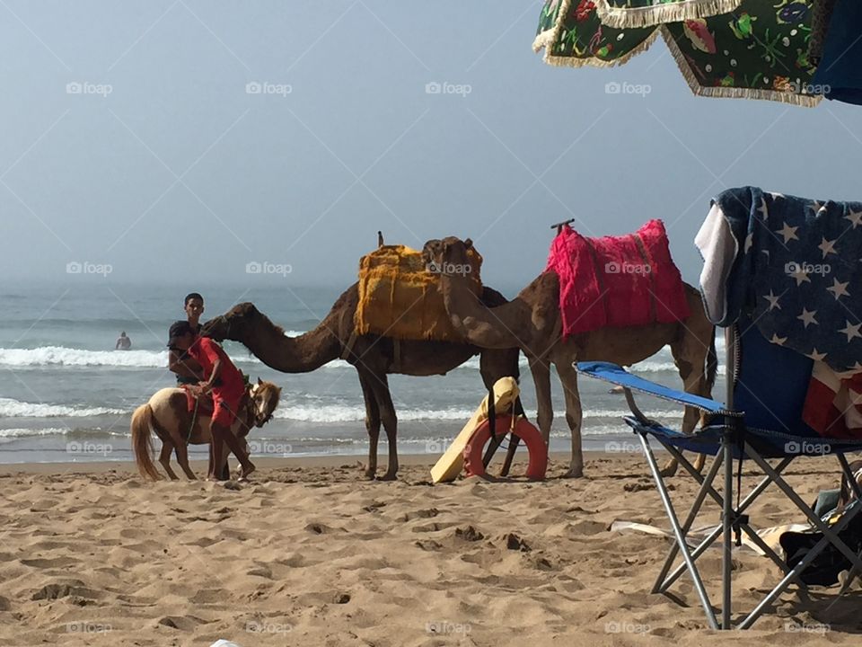 Camel rides on the beach in Kenitra (and a pony)