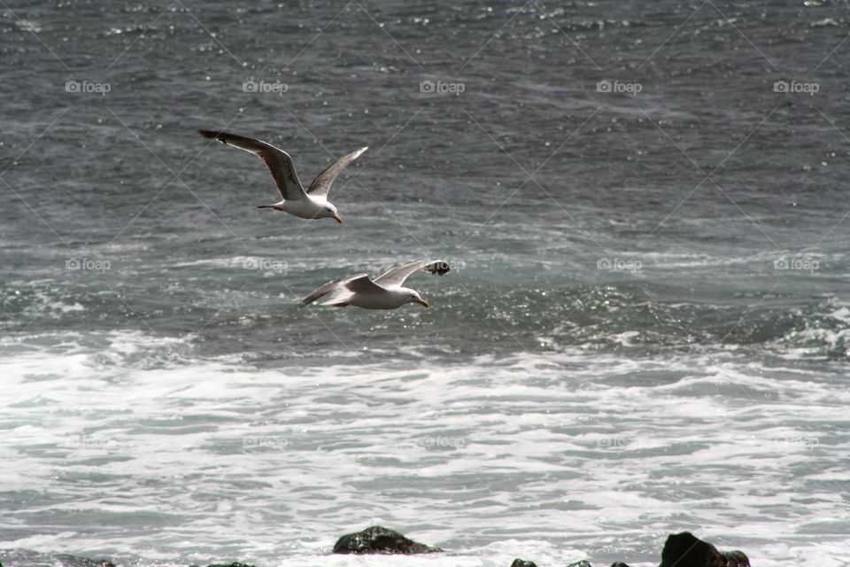 Gulls 