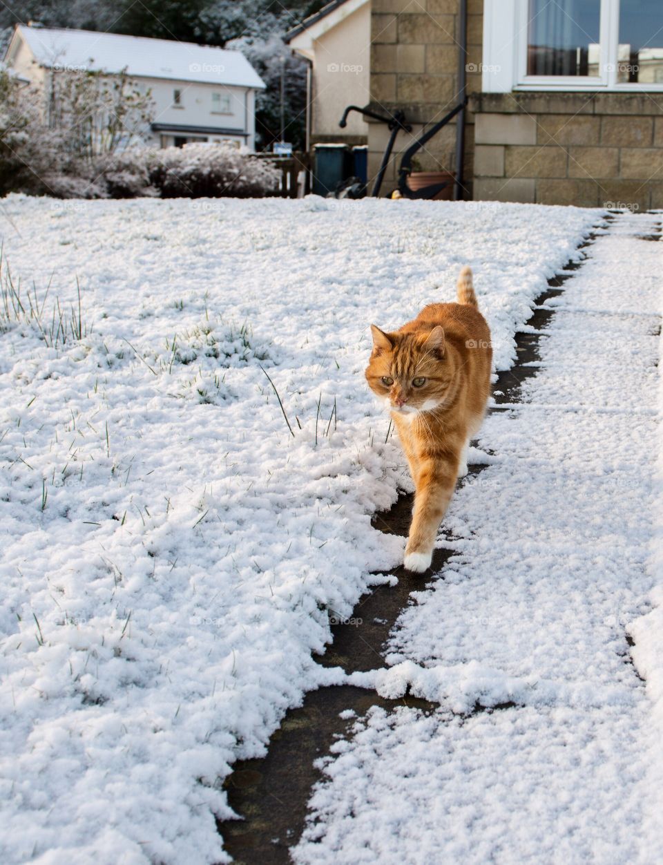 Cat in the snow