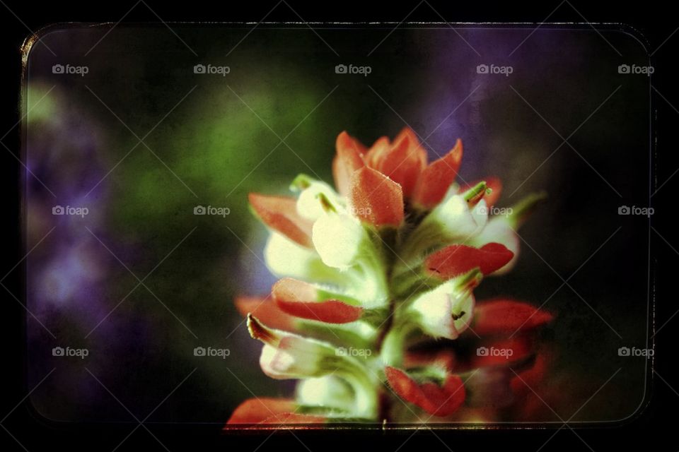 Indian Paintbrush