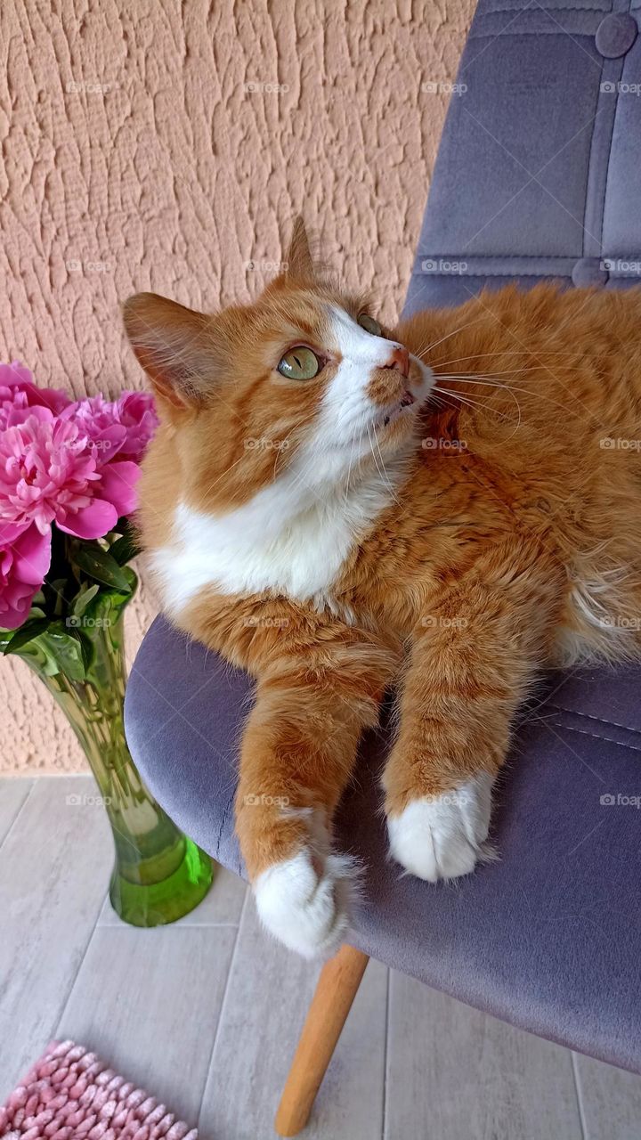 ginger cat beautiful portrait relaxing home