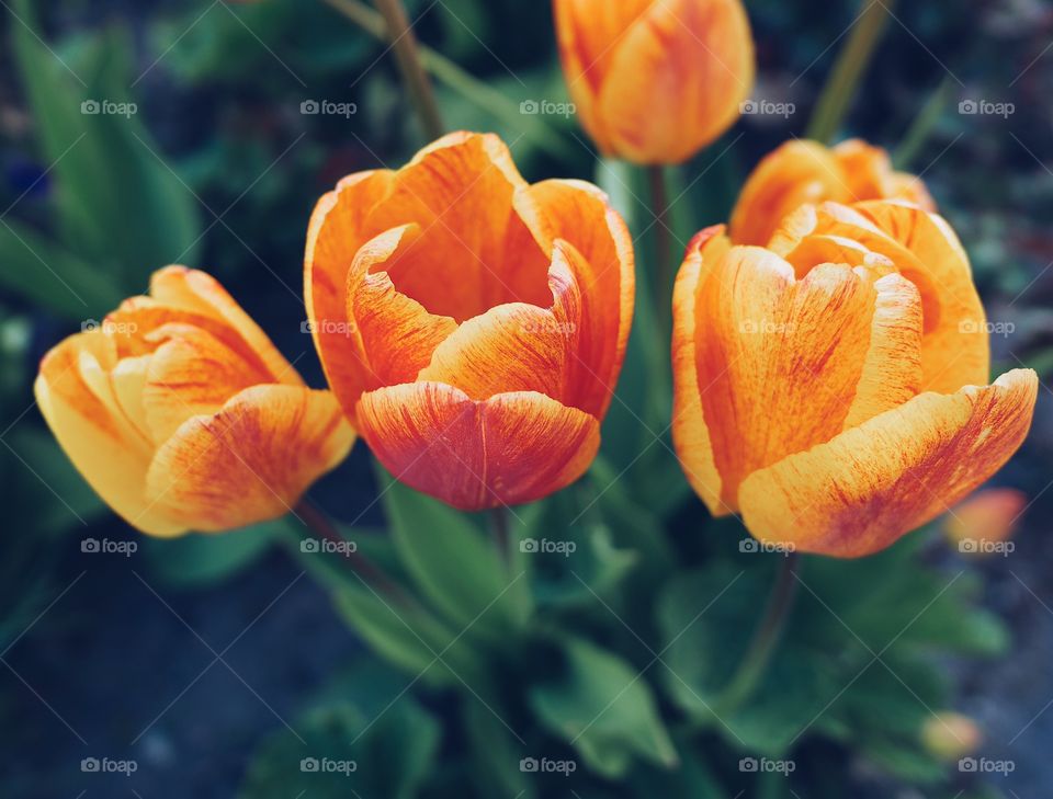 Tulips
