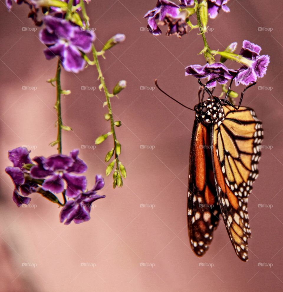 Butterfly hanging on purple flowers