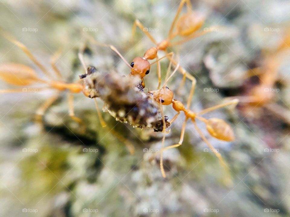 Ants Feed time Nature