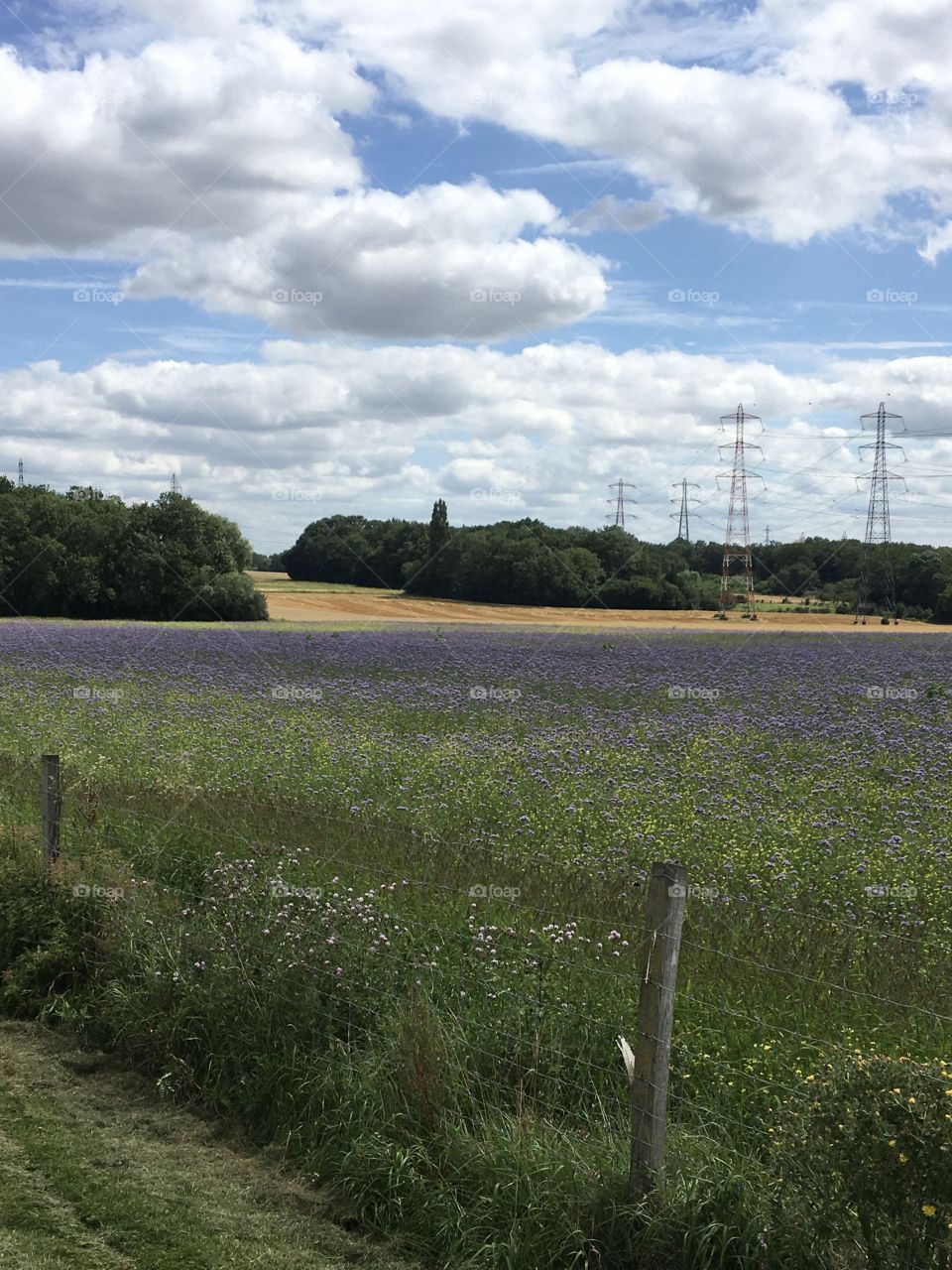 Blue field under clouds 