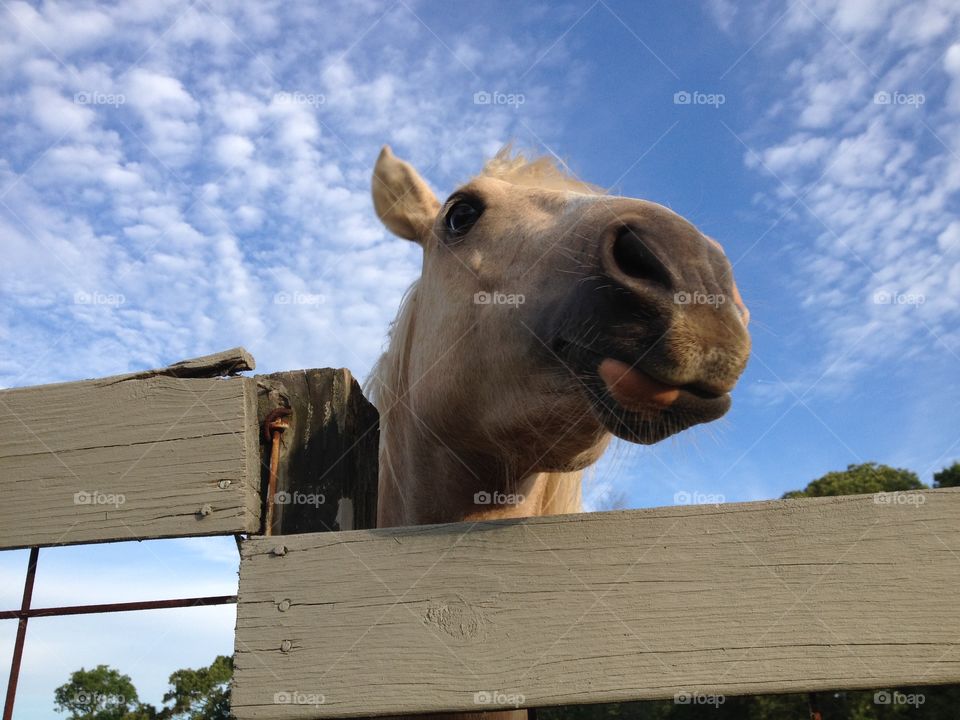 Heads above. Horse farm 