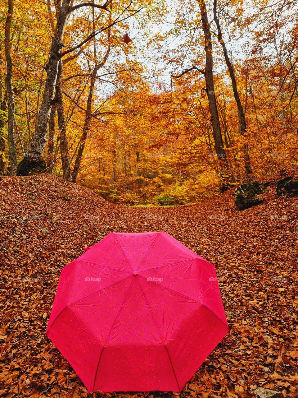 open fuchsia umbrella under the autumn trees in the woods