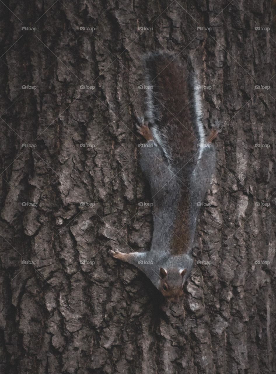 Gray Squirrel on a tree trunk coming down - Central Park New York.