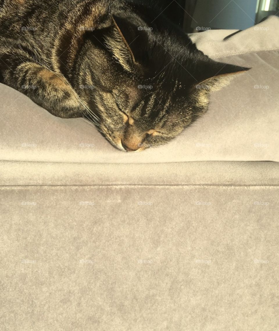 Sleepy tabby