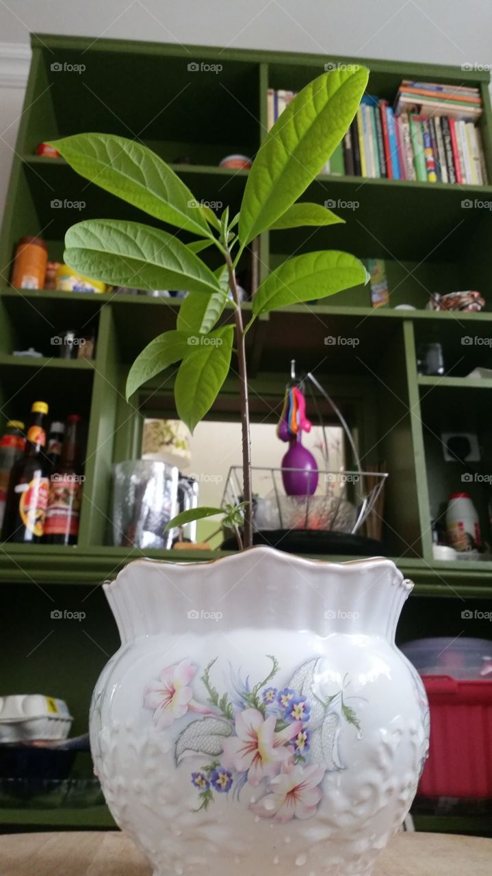 No Person, Indoors, Table, Vase, Flower