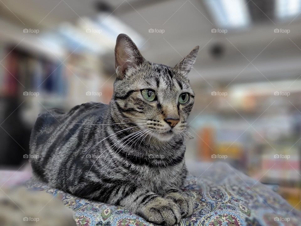 bookstore cat North Point Hong Kong