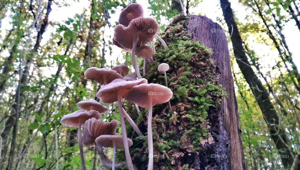 Mushroom Ladder. Sunday walk in the park
