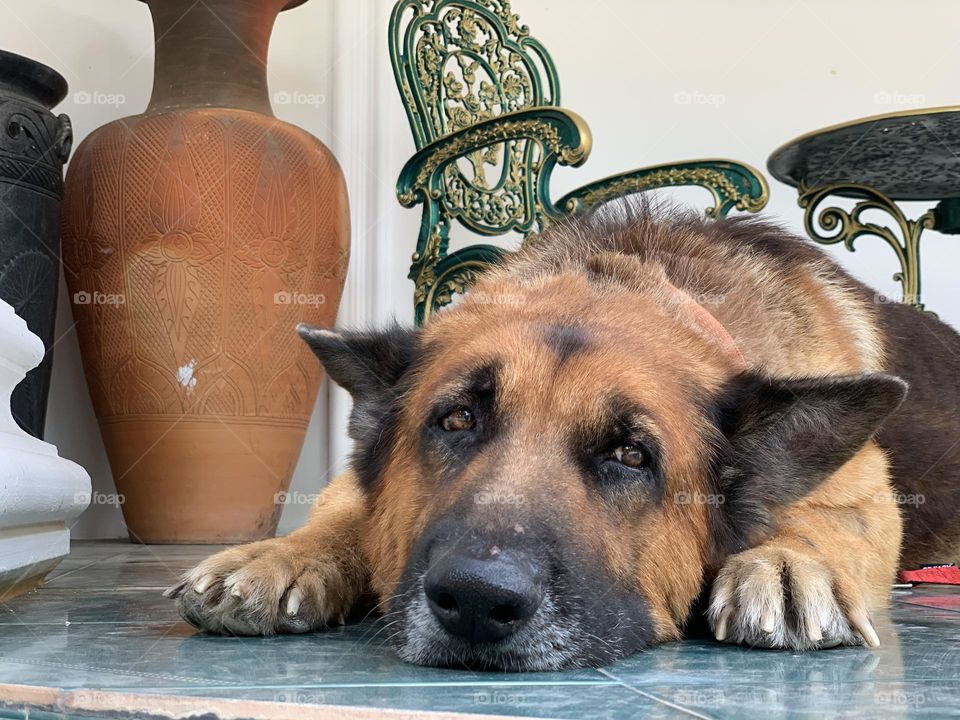 Dog knows how to act no.3