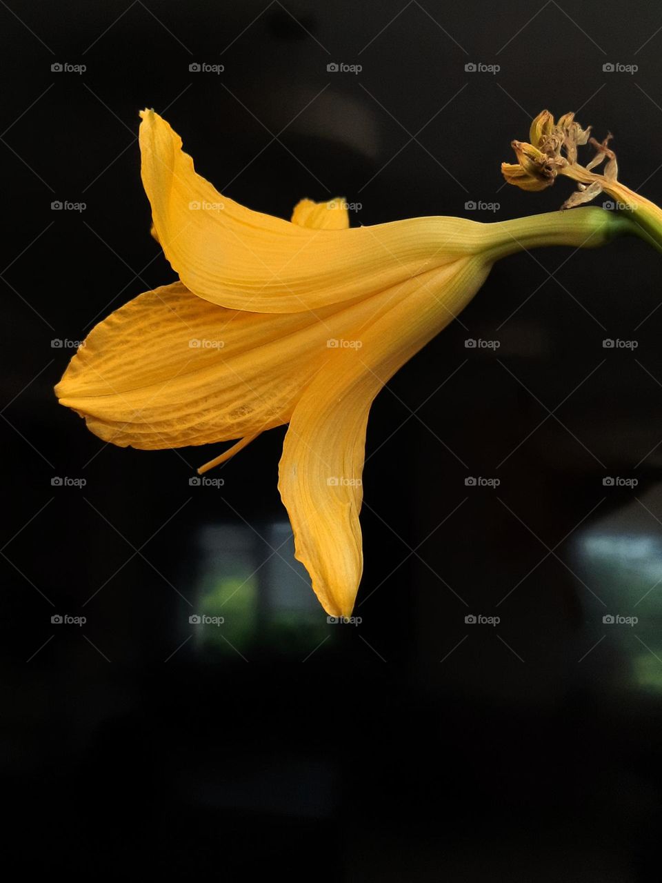 closeup of a yellow flower