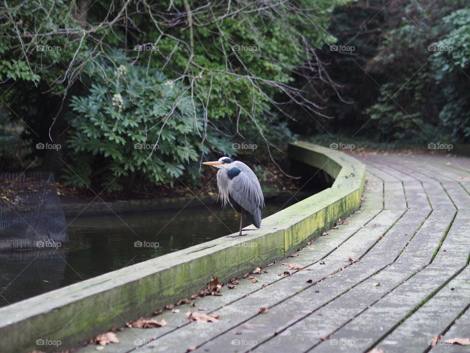 This heron seemed to be taking a breather in a park in London