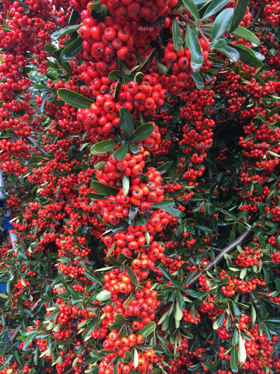 Red berries