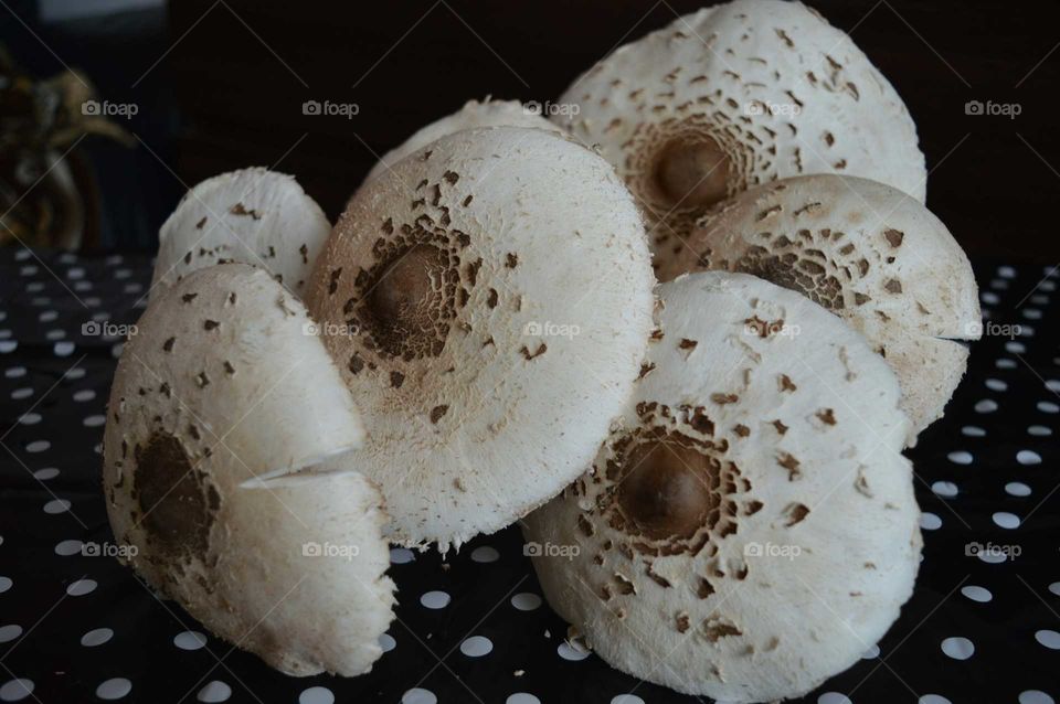 mushroom edible -Parasol mushroom ( Macrolepiota procera)