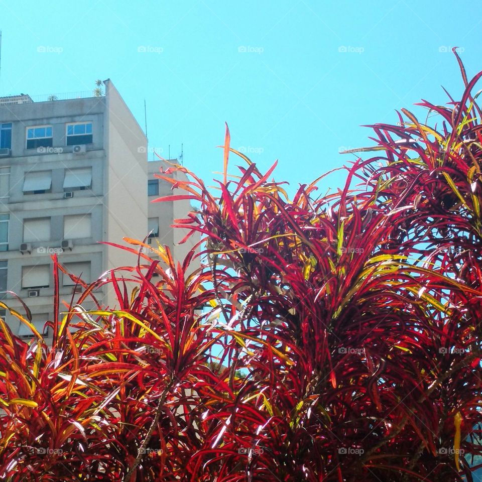 Red plants and BLUE sky