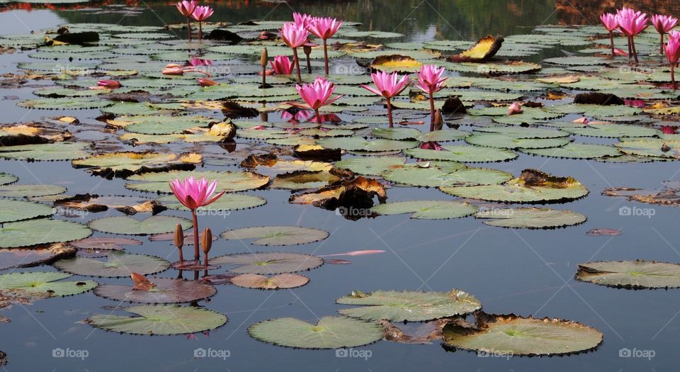 Lotus in pond