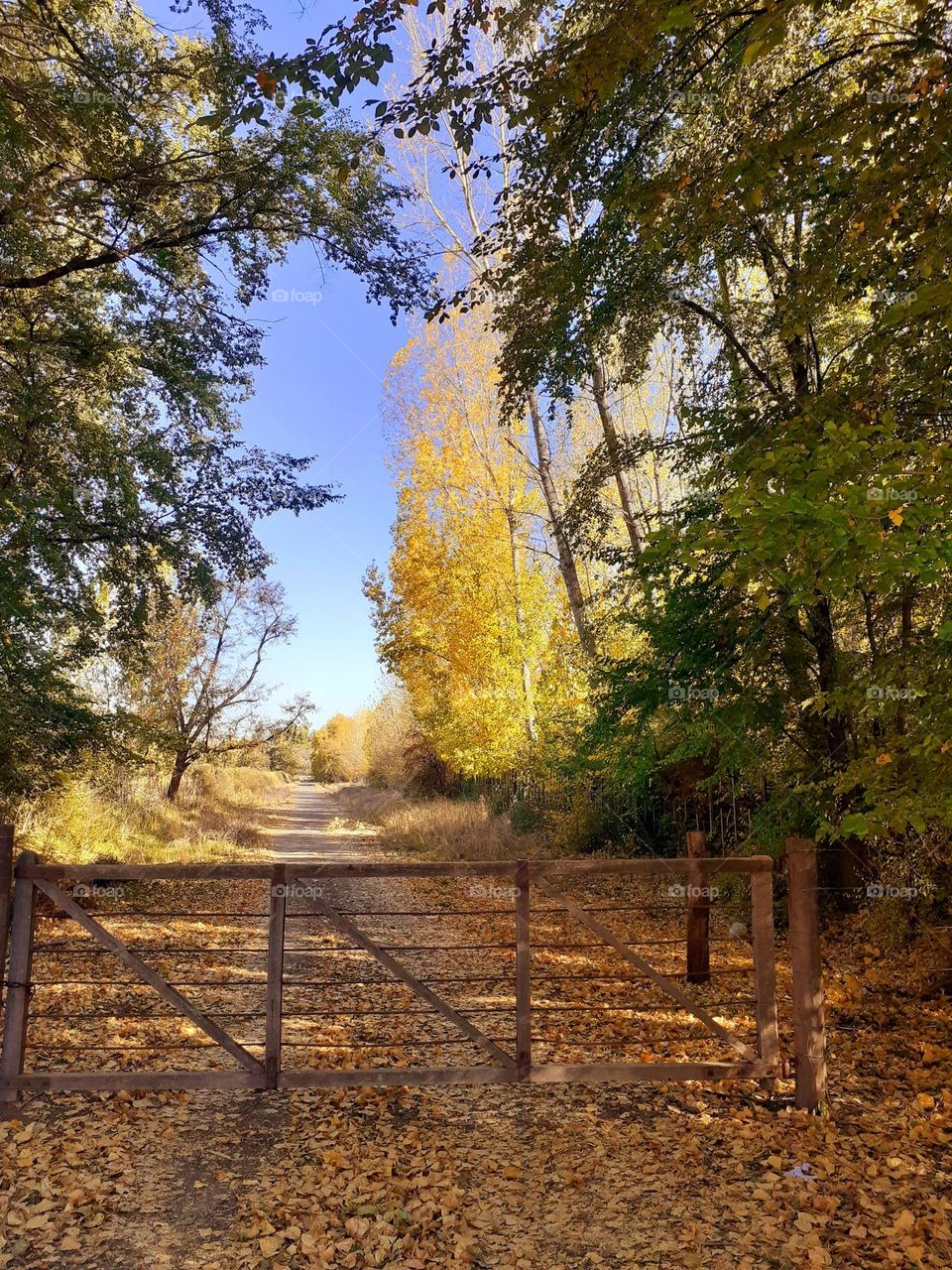 camino de otoño