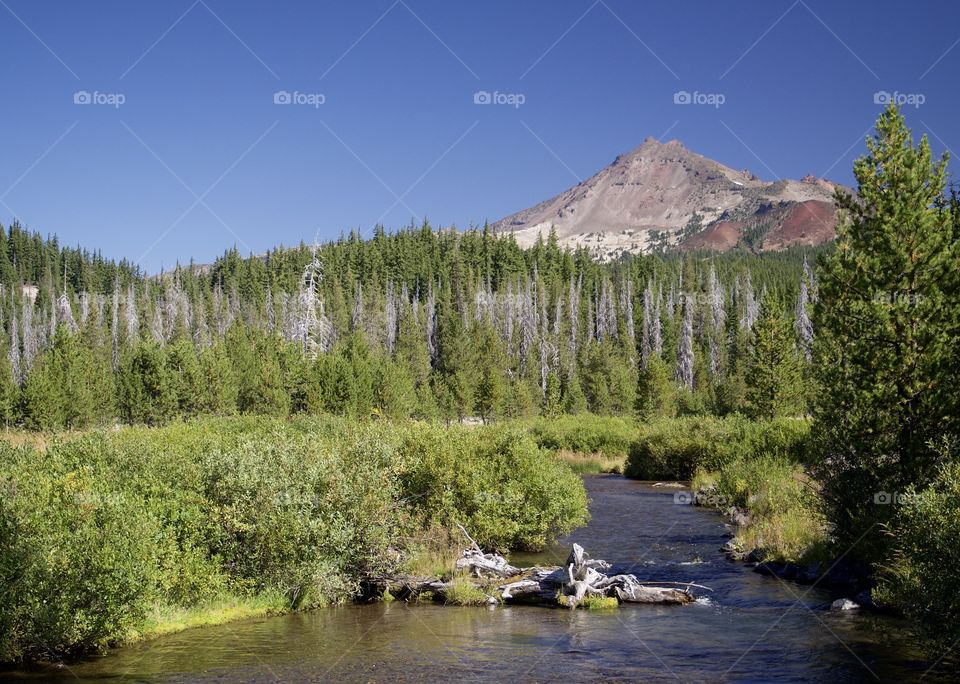A beautiful fall landscape of Soda Creek and the South Sister in the Deschutes National Forest with towering trees and clear blue skies on a sunny autumn day. 