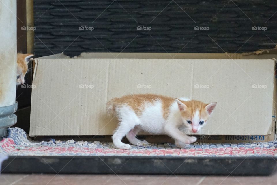 kittens want to play out