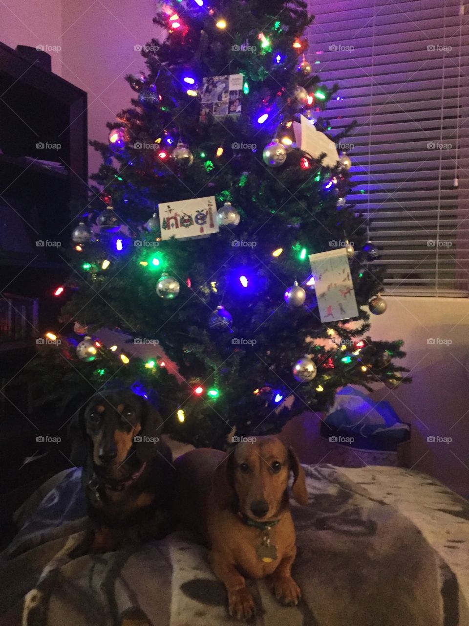 Christmas doggie 