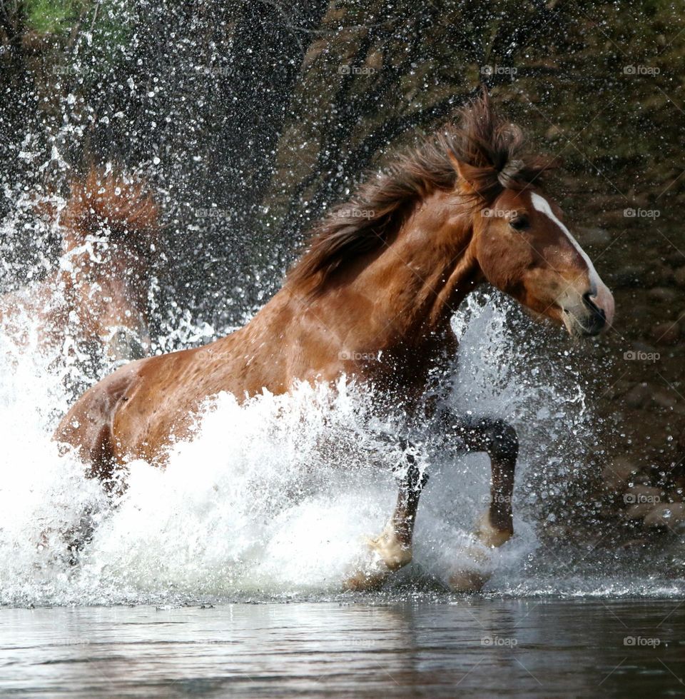 Wild Stallion Splashing in River