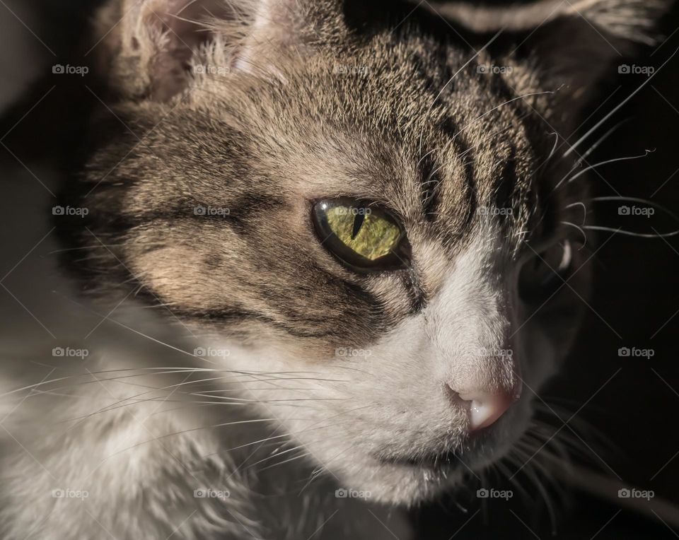 Head shot of mature tabby and white female cat