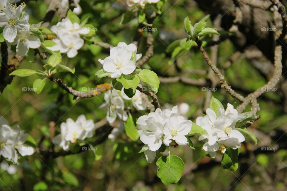 Apple tree flowers