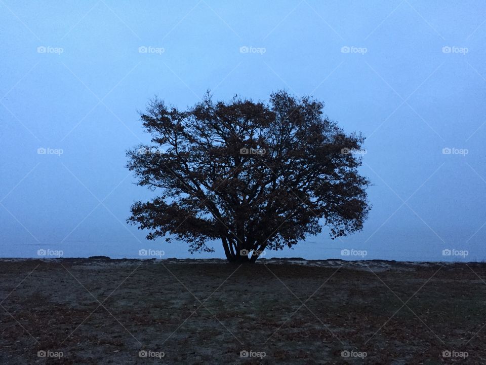 Oaktree at Kalmarsund in Sweden 
